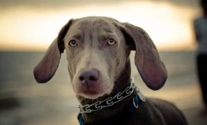 狗吃巧克力会不会死？-趣丸网