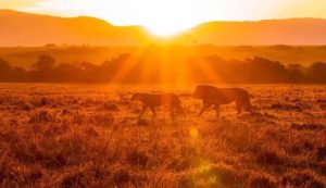 陶矜怎么念（陶矜正确读音）干货分享-趣丸网