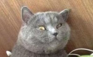 怎么做一个合格的铲屎官？——让宠物和你一起过上更好生活-趣丸网