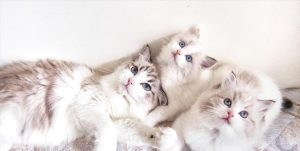 适合家养的喵星人:如何选择与养护你的理想伴侣-趣丸网